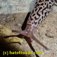 /home//u458753944/public_html/sourcegallery//Insects and small critters/slugs snails leaches (Gastropoda and Annelida)/P6220177.JPG